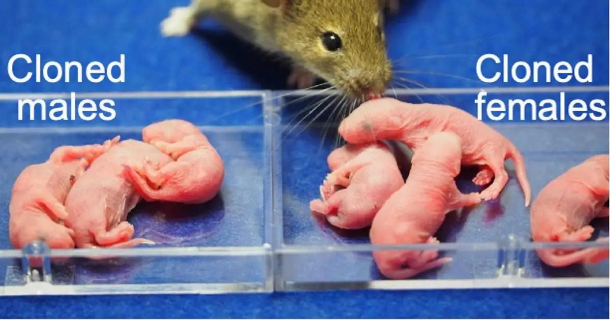 Scientists just created female clones of male mice