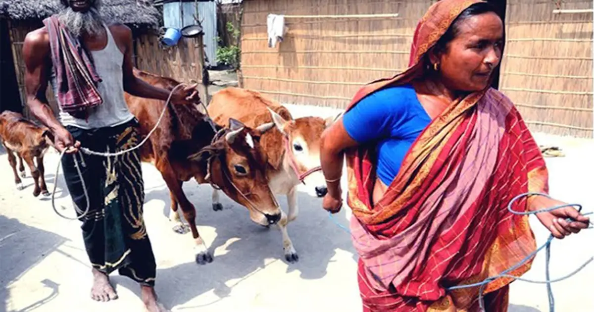 Livestock brightens fortunes of char people in Bputra basin