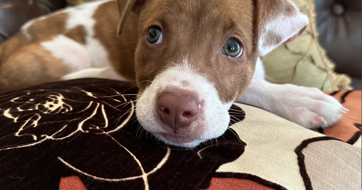 How to Turn Your Favorite Pet Photos Into Cute iPhone Emoji in 4 Easy Steps