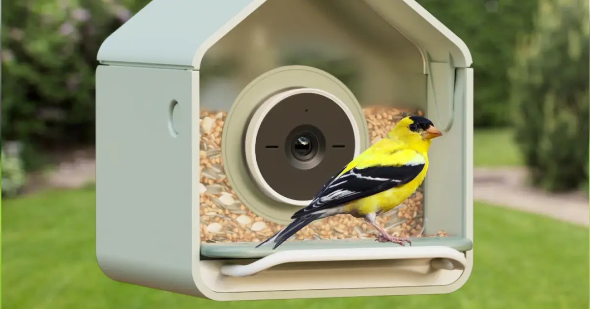 A New Bird-Recognizing Feeder Under $100 Launches for Beginner Bird-Watchers