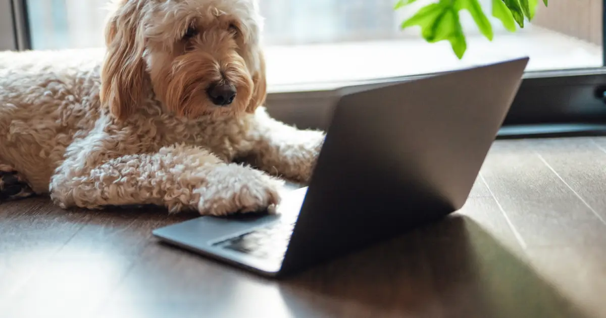 We Need to Talk About Wednesday’s Doggone Connections Puzzle