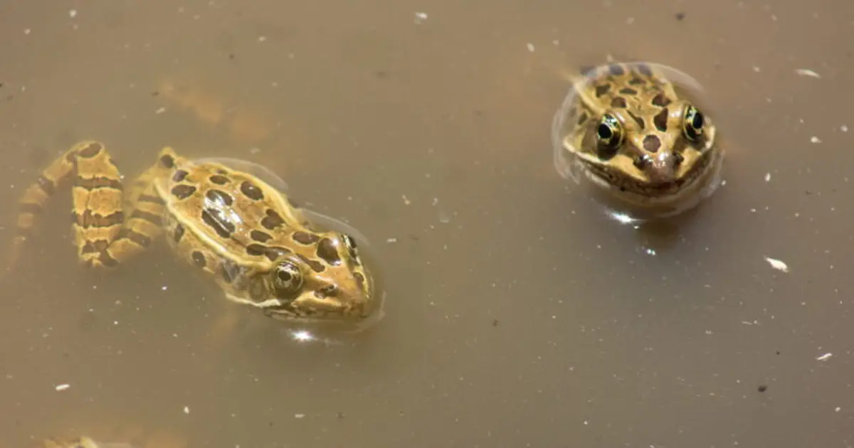 Northern leopard frogs find new home in Arizona rim country