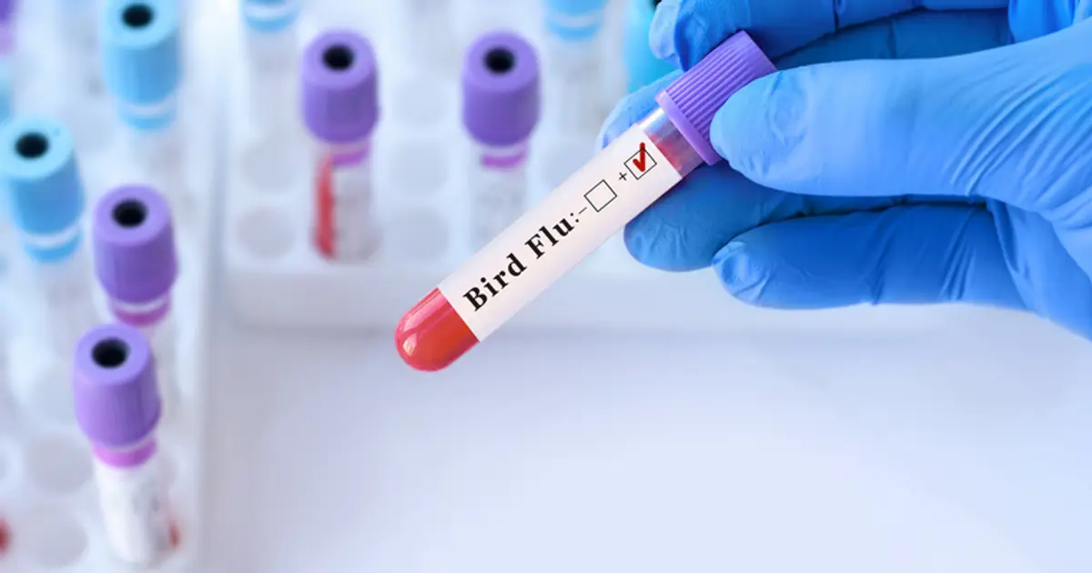 Intranasal Bird Flu Vaccine Protects Against Highly Pathogenic Strains in Rodents
