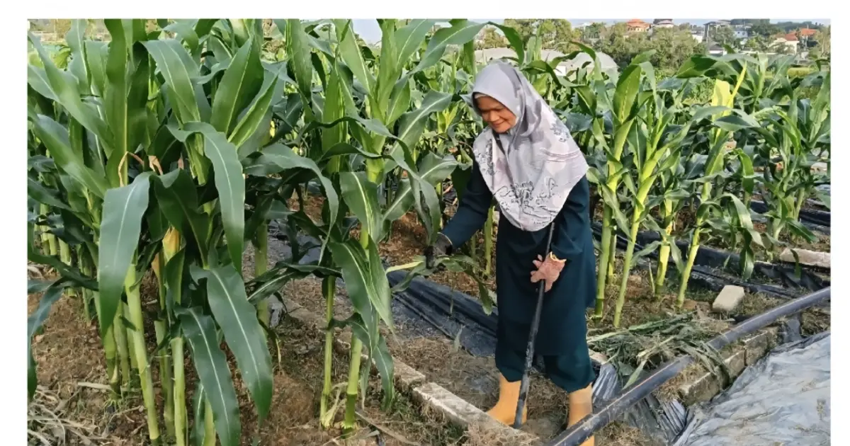 From waste to wealth : Biosolids fertiliser shows promise for sustainable farming