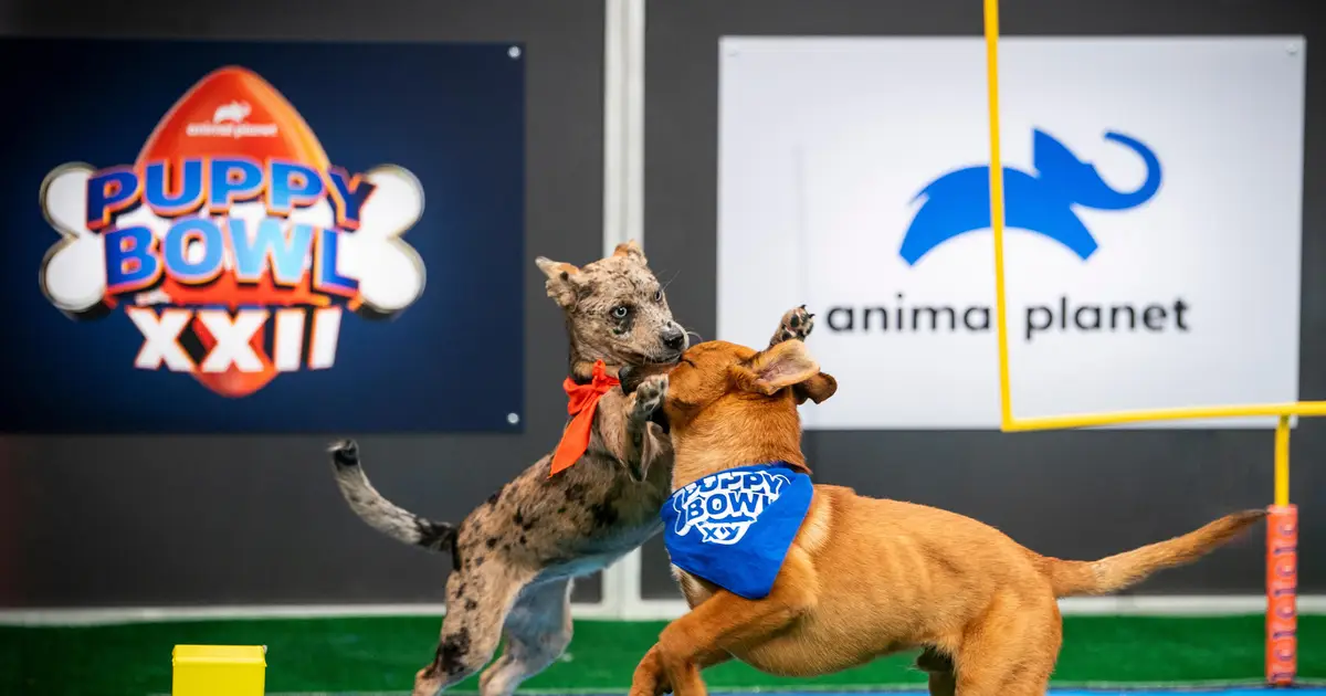 Puppy Bowl : Seniors dogs to join the fun on this year showcase