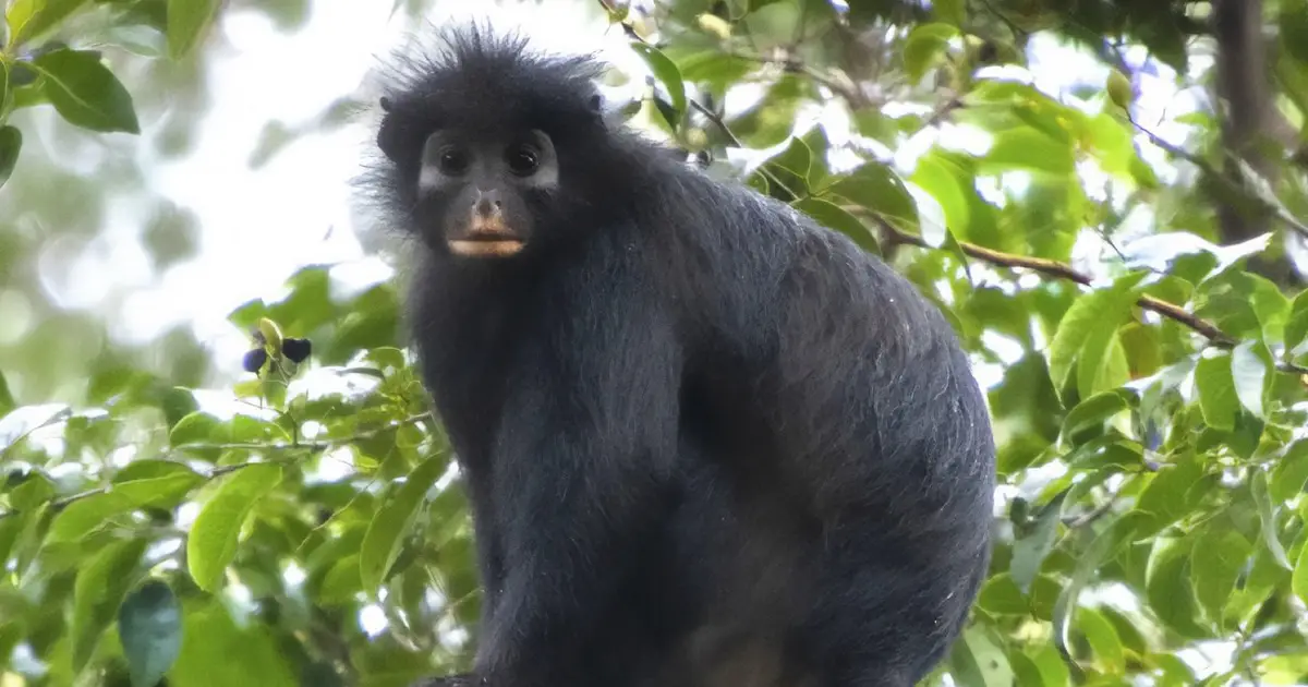 Congolese monkey with mask-like face and strong BO is new to science