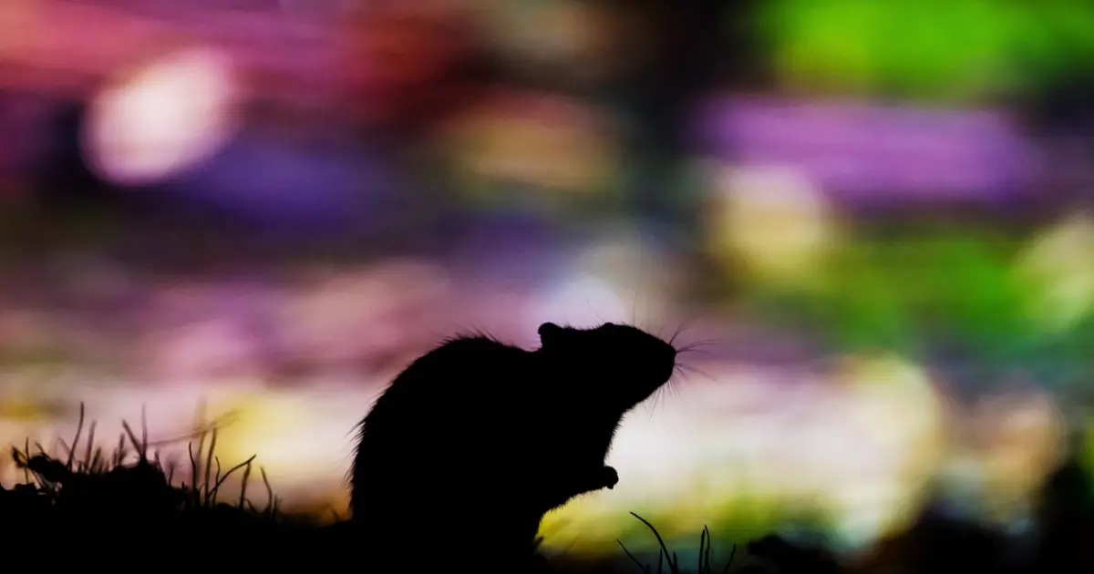 An island has been waging war on rats. They think they’ve finally won