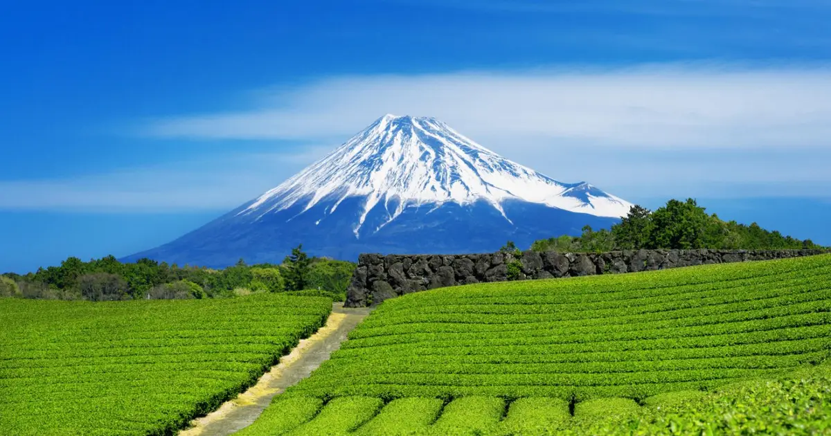 Matcha is under threat from climate change – can genomics save it?