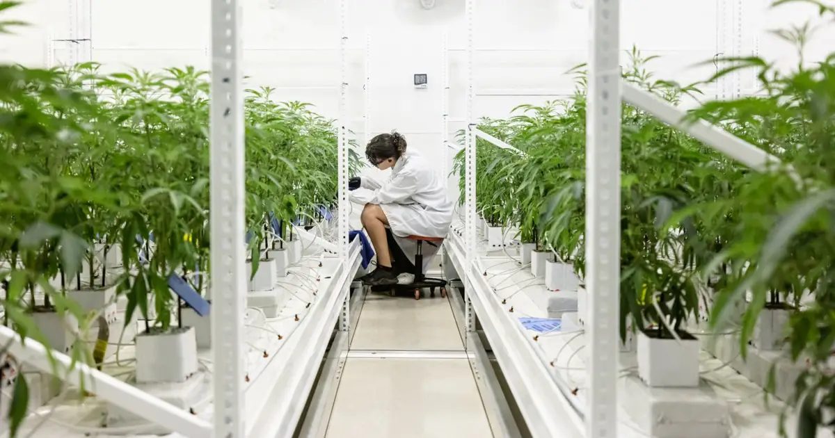 Can sounds make plants grow bigger? A start-up says they can