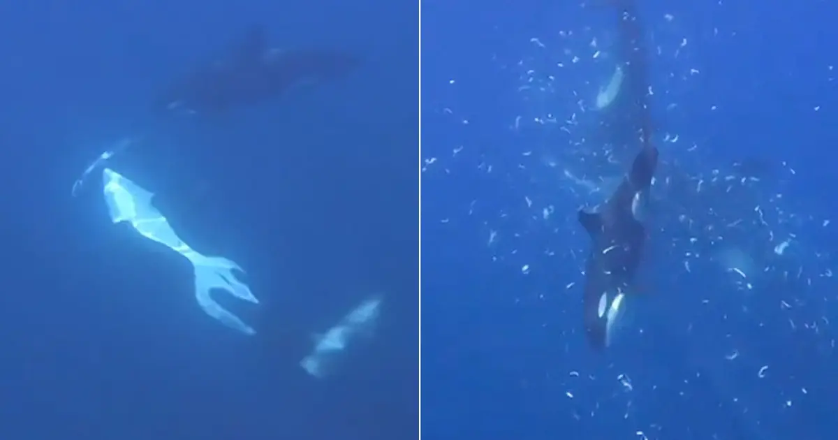 Orcas filmed making sunfish explode by ramming them at high speed