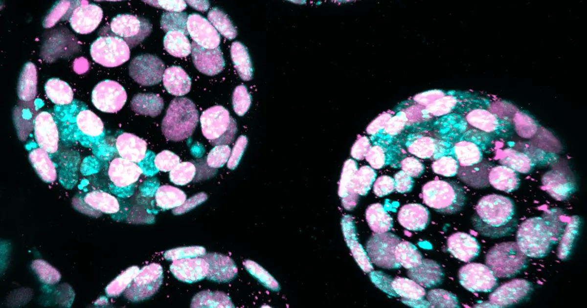 IVF embryos may thrive when grown with less oxygen