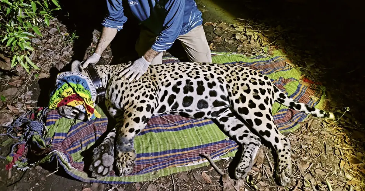 Jaguar makes epic 2100-kilometre journey across the Amazon