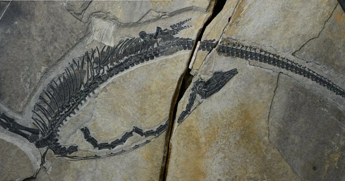 Spectacular fossil preserves internal organs of ancient marine reptile