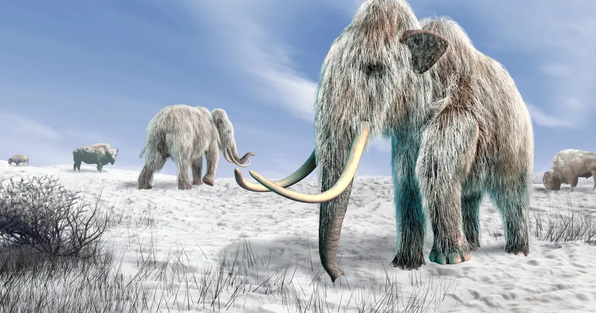 Woolly mammoths butchered by humans were mostly female