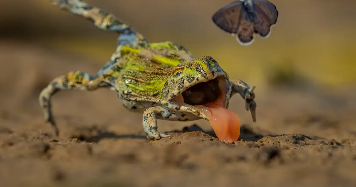 See the stunning contenders for the Wildlife Photographer of the Year
