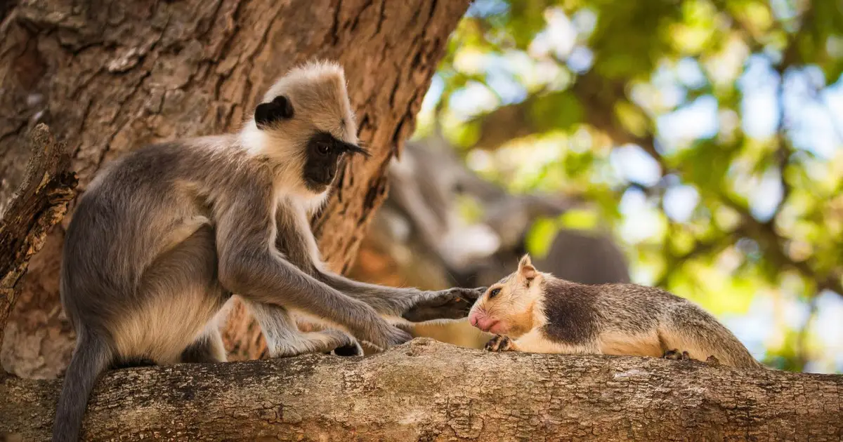 What primates tell us about the evolutionary origins of keeping pets