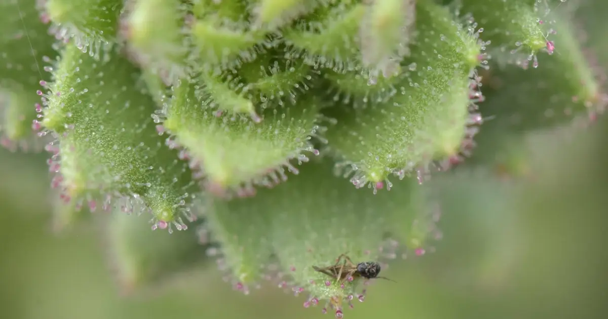 Darwin proved right about gnat-trapping carnivorous plant