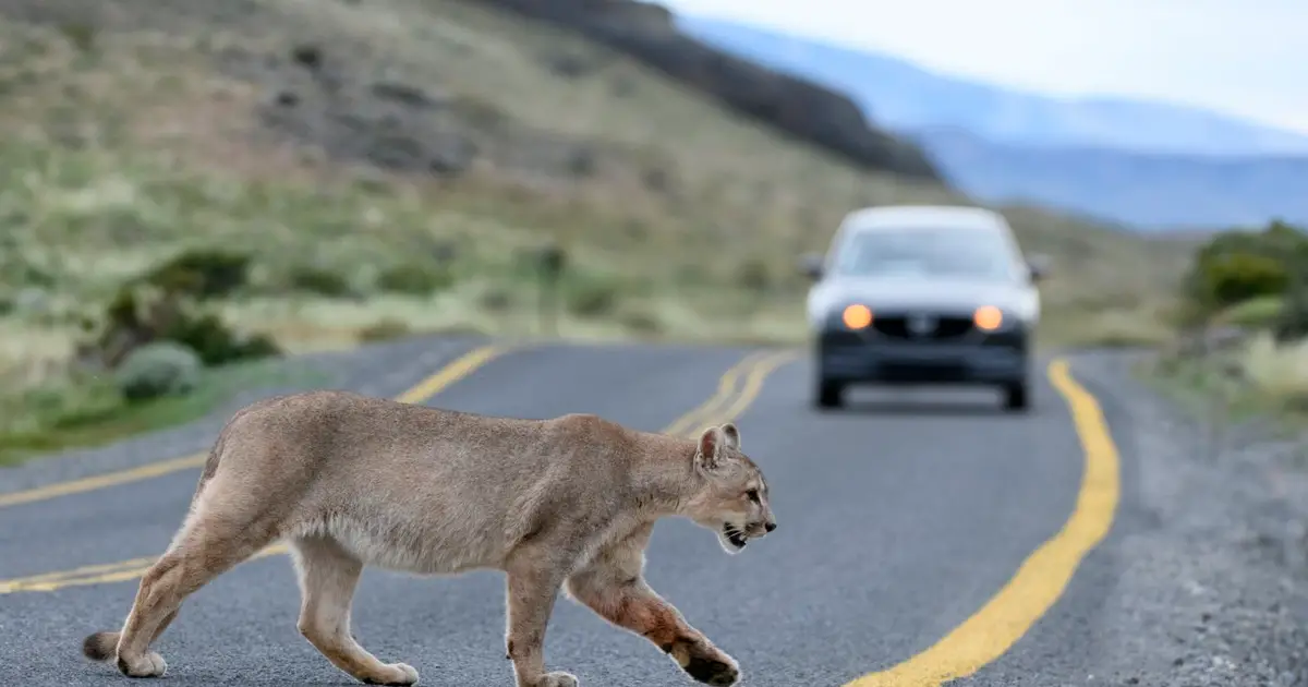 Large predators reduce car accidents by keeping deer off roads