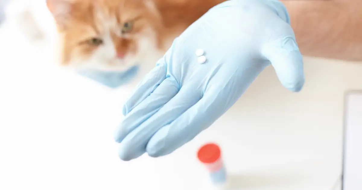 Should you stop using preventive flea treatments on your pets?