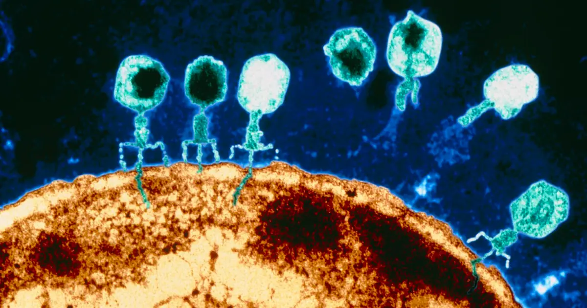 CRISPR-armed phages help treat severe superbug infection