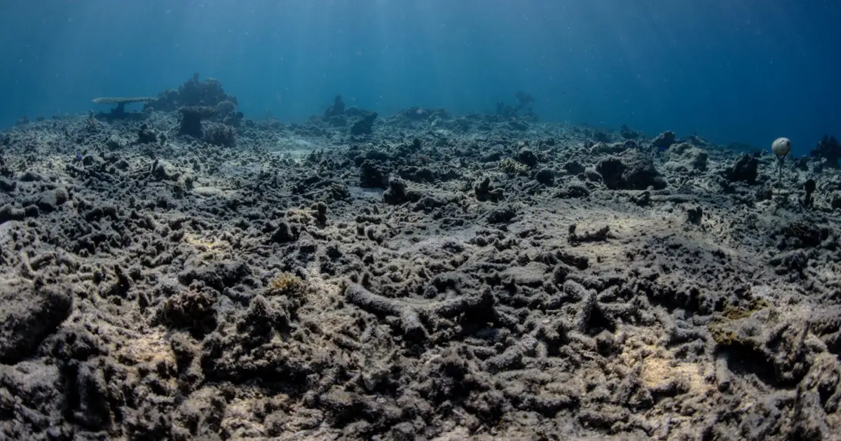 Fishers detonate a bomb every hour on one Indonesian coral reef