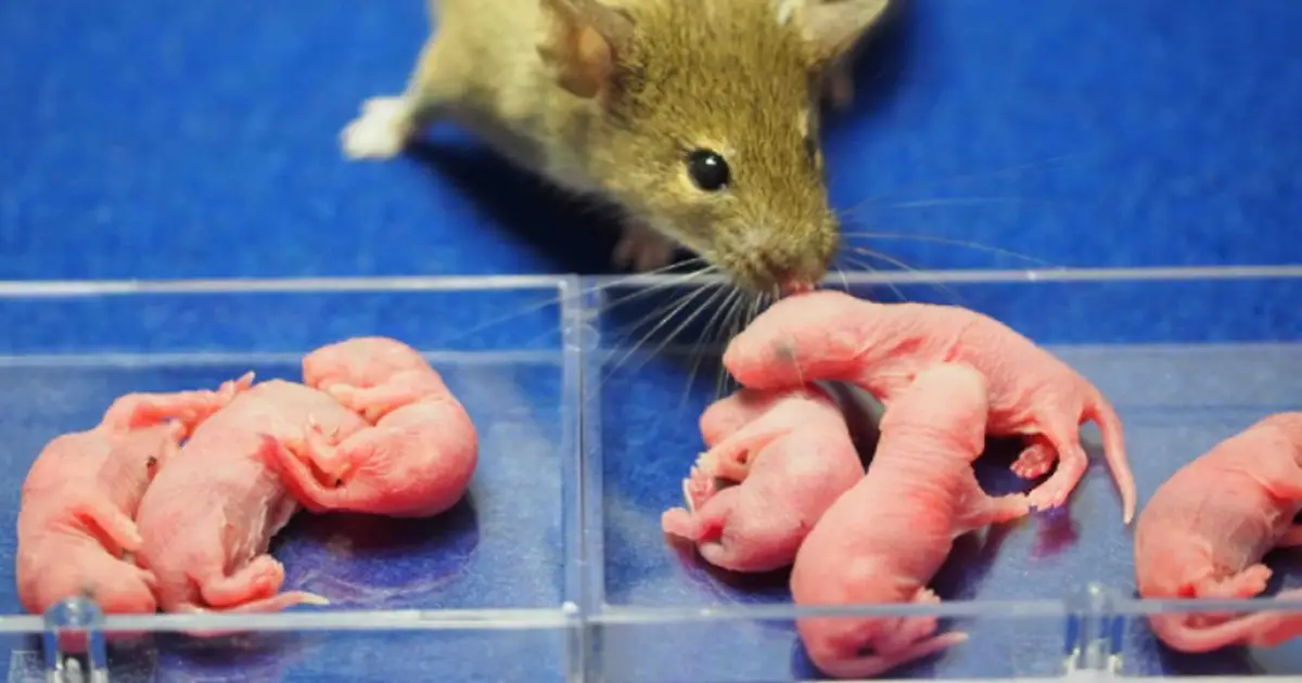 Female clones created from the blood of male mice