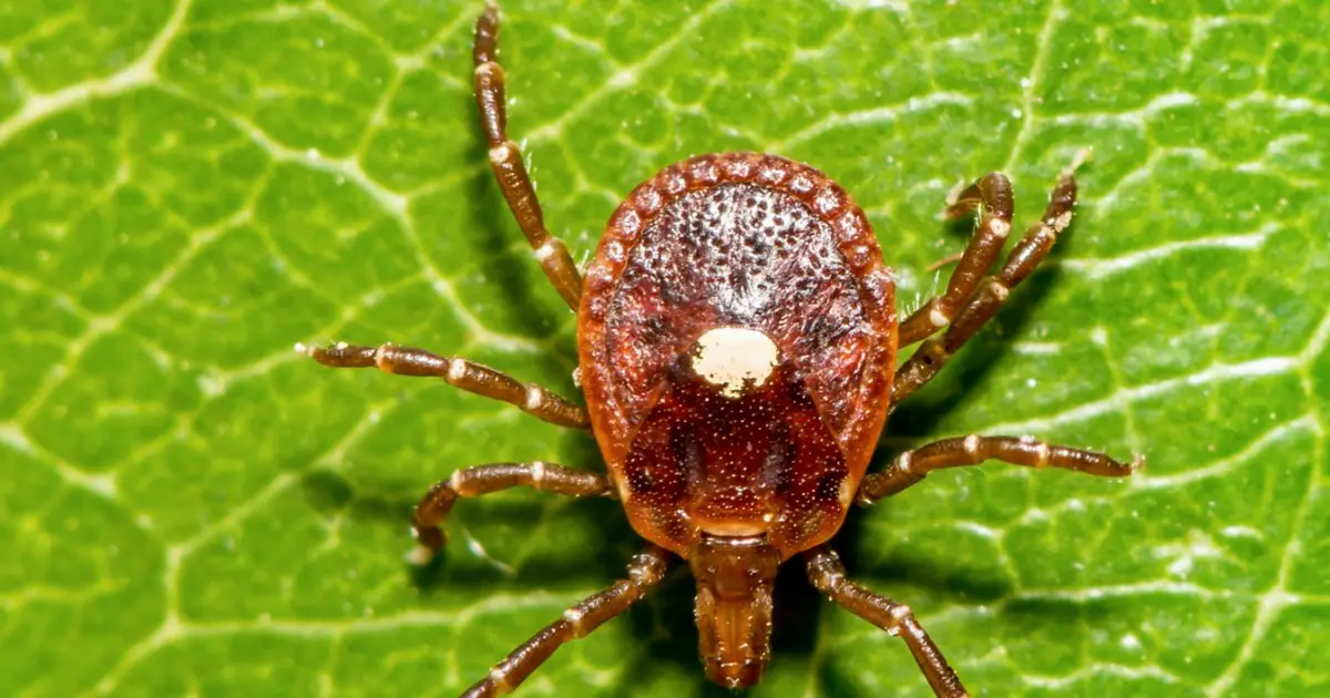 Two emerging tick viruses that can be deadly are spreading in the US