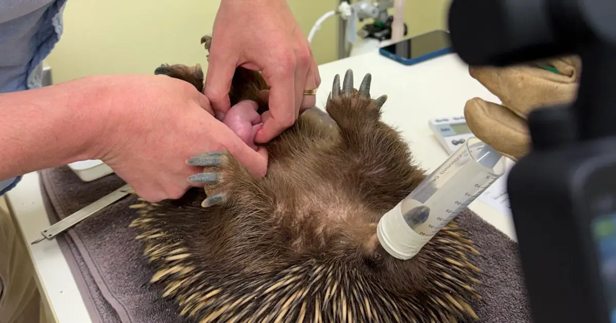 A baby echidna has been born in a university for the first time
