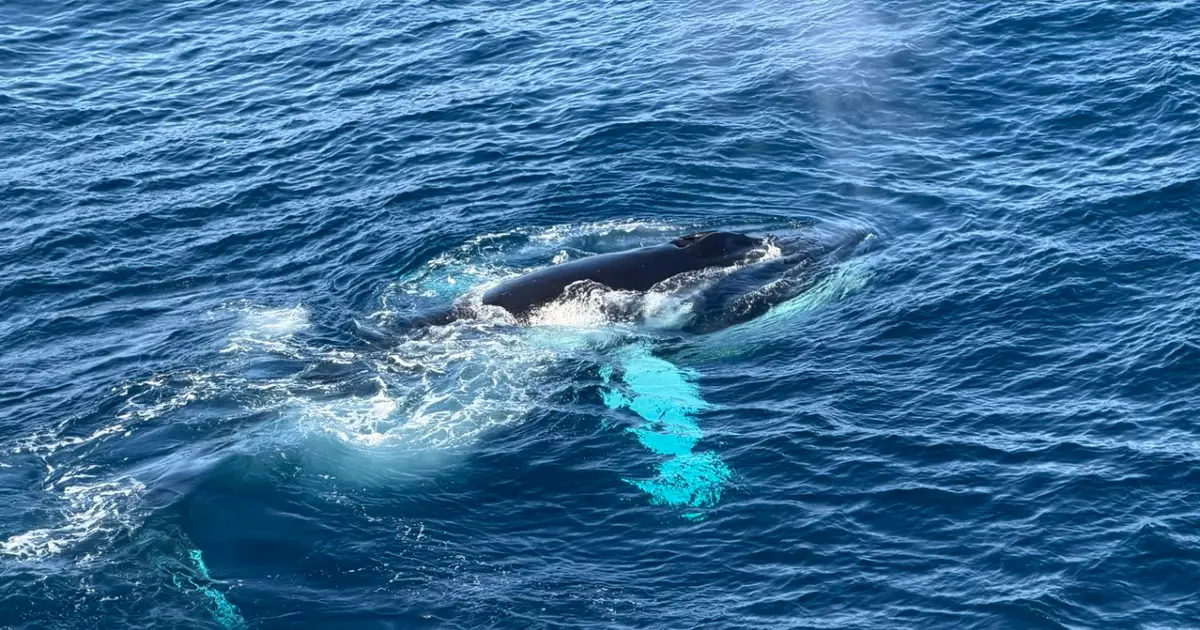 Astonishing whale feeding frenzy seen off the eastern coast of Greenland