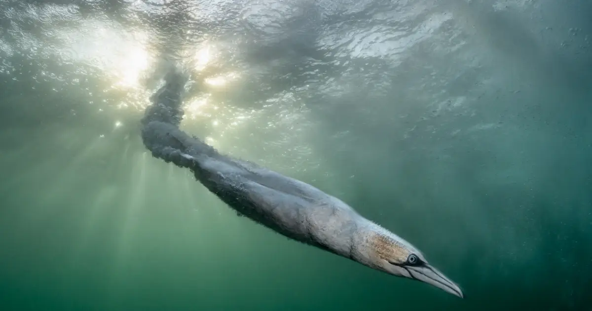 Dramatic gannet dive wins Bird Photographer of the Year competition