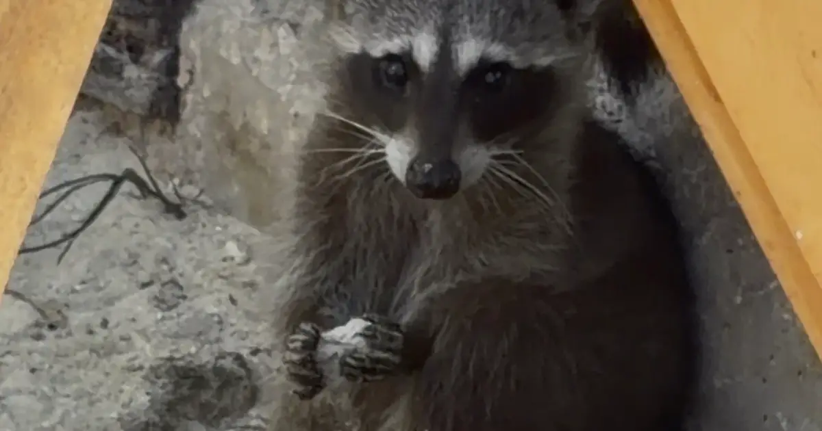 Pygmy raccoons teach each other to make toys out of paper and sand