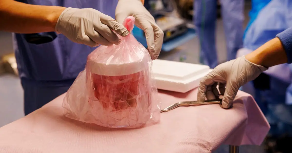 Pig kidney kept a man off dialysis for nine months in world first