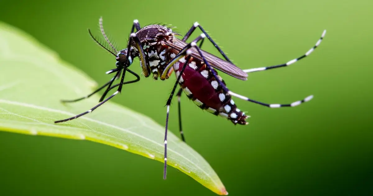 How worried should we be about the invasive mosquitoes in the UK?