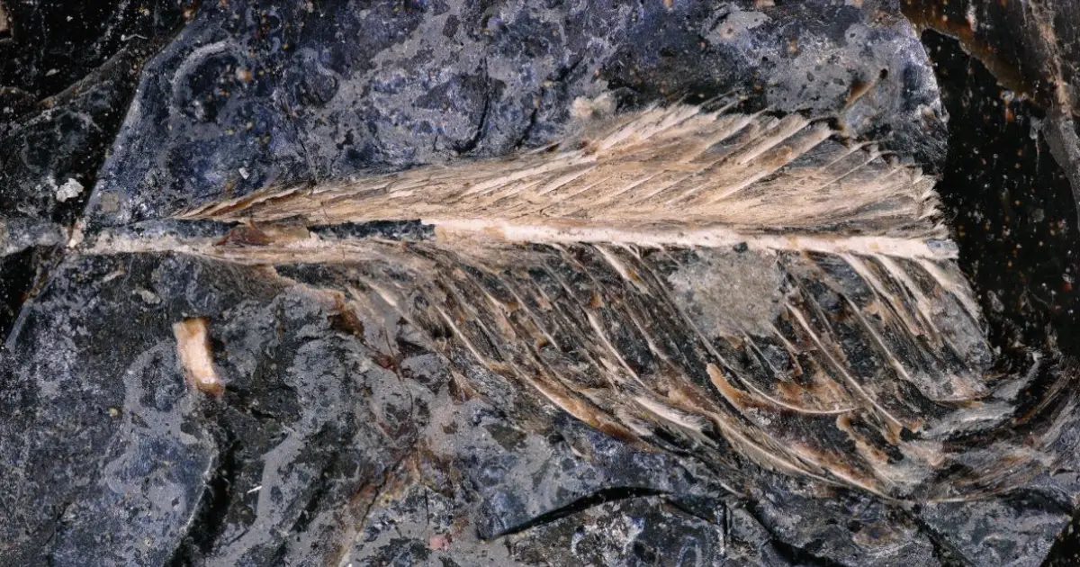 Exquisite 66-million-year-old bird feather preserved in dinosaur dropping