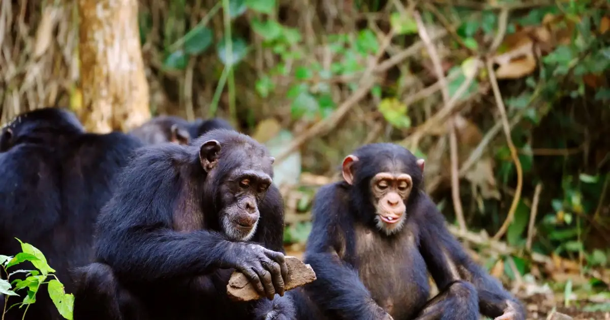 Why our common ancestor with chimpanzees keeps getting further away