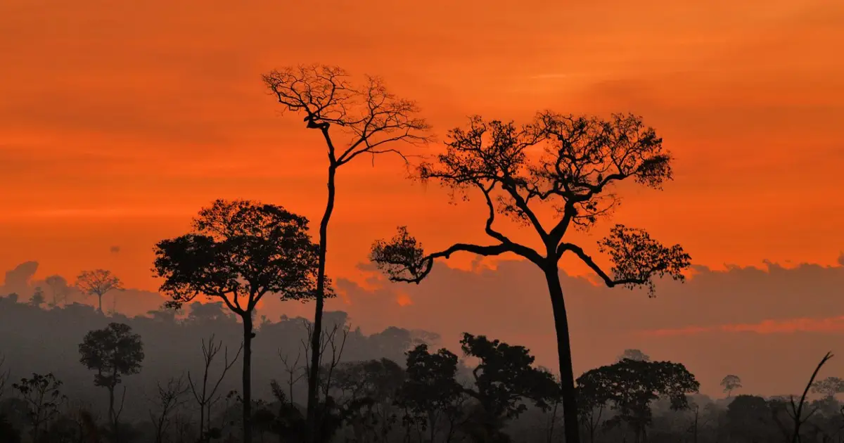 Super El Niño set to cause ‘terribly dangerous’ drought in the Amazon