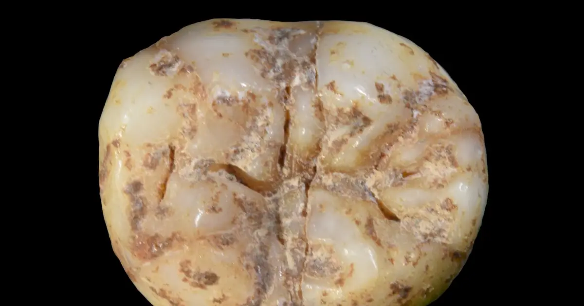 Denisovan tools from cave in China shows how mysterious humans lived