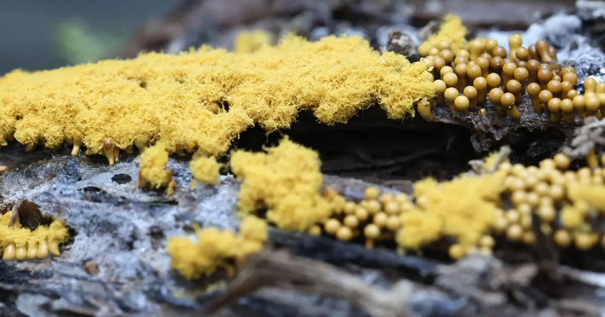 How I made a slime mould the protagonist of my new sci-fi novel