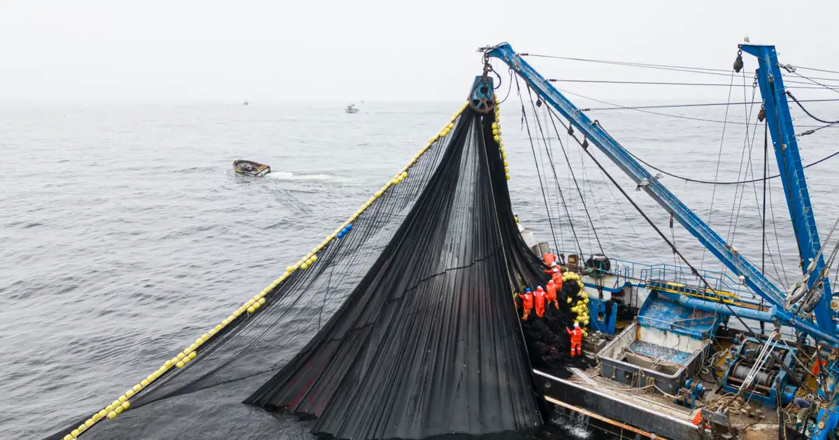 Scientists call for ‘emergency’ measures to save sea life from El Niño