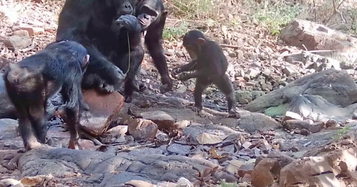Wild chimpanzees teach youngsters by handing them tools