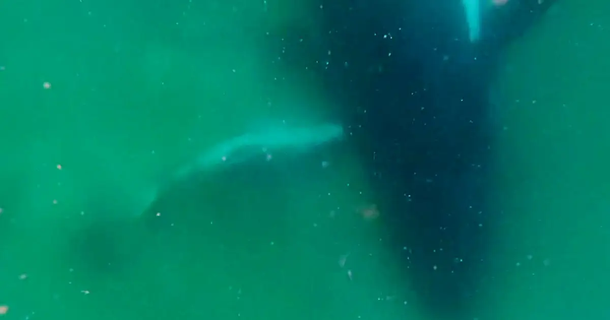 Humpback whale mother with stillborn calf shows ‘grief-like’ behaviour