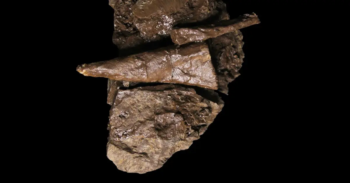 Fishapod fossil shows early elbows came in a variety of forms