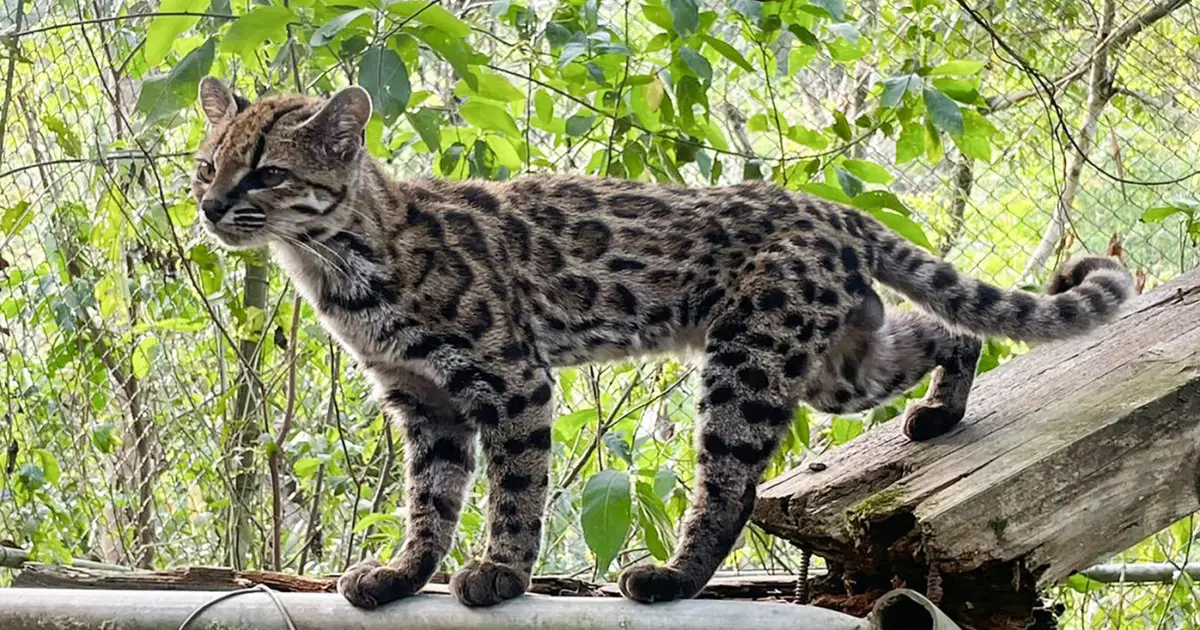 Beautiful new cat species is first to be named in a century