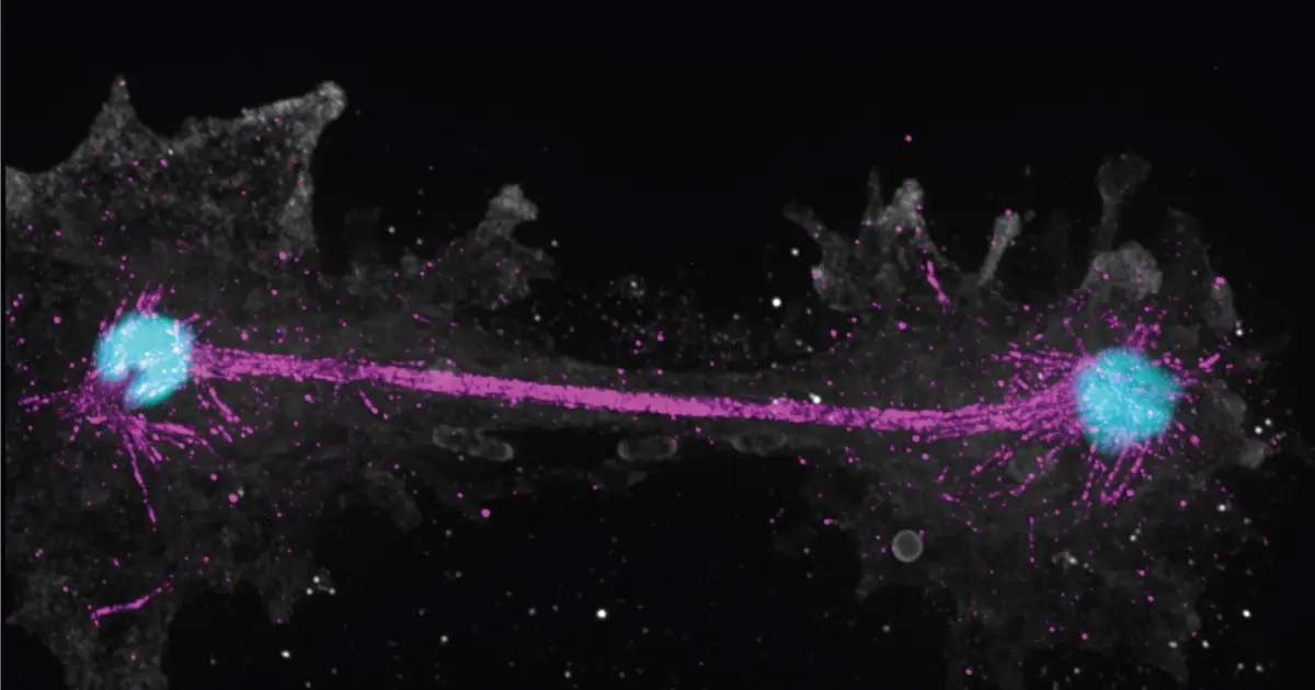 Fire amoeba breaks heat tolerance record for complex life