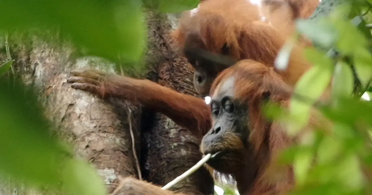 Copying others can help young orangutans build a broad diet