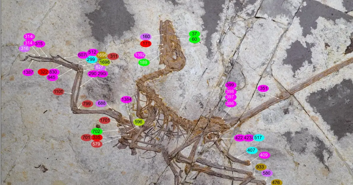 Spectacular feathered dinosaur fossil shows bird-like adaptations