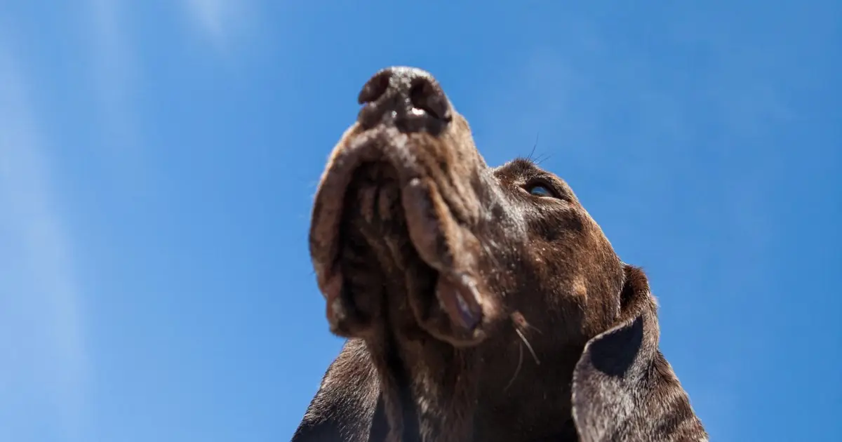 Why don’t dogs look up when a low-flying plane passes overhead? part 5