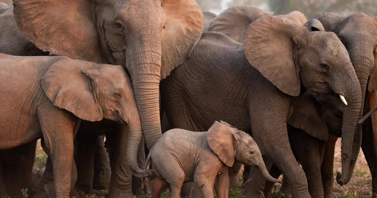 Elephants imitate each other when they produce deep rumbling sounds