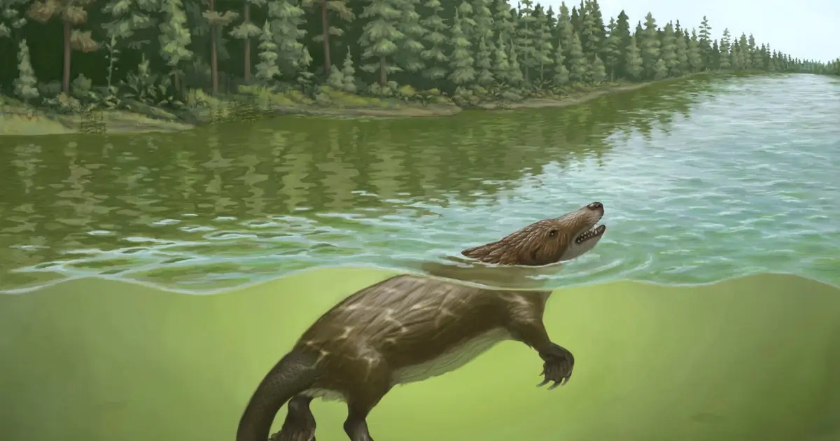 Stunning early mammal fossil sheds light on the evolution of suckling