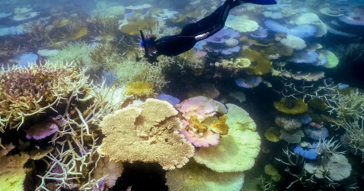 Record El Niño threatens Great Barrier Reef with ecological shift
